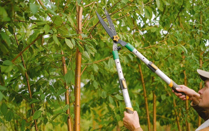 Tree trimming in Nemaha, IA