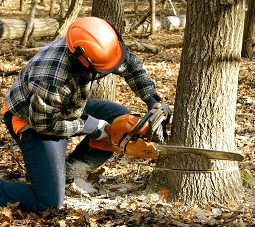 Tree Removal in Nemaha, IA